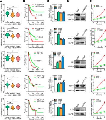 Cepharanthine as an effective small cell lung cancer inhibitor: integrated insights from network pharmacology, RNA sequencing, and experimental validation